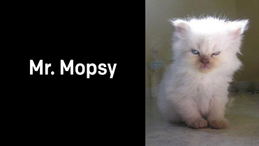 A1_014.00_Mr.-Mopsy